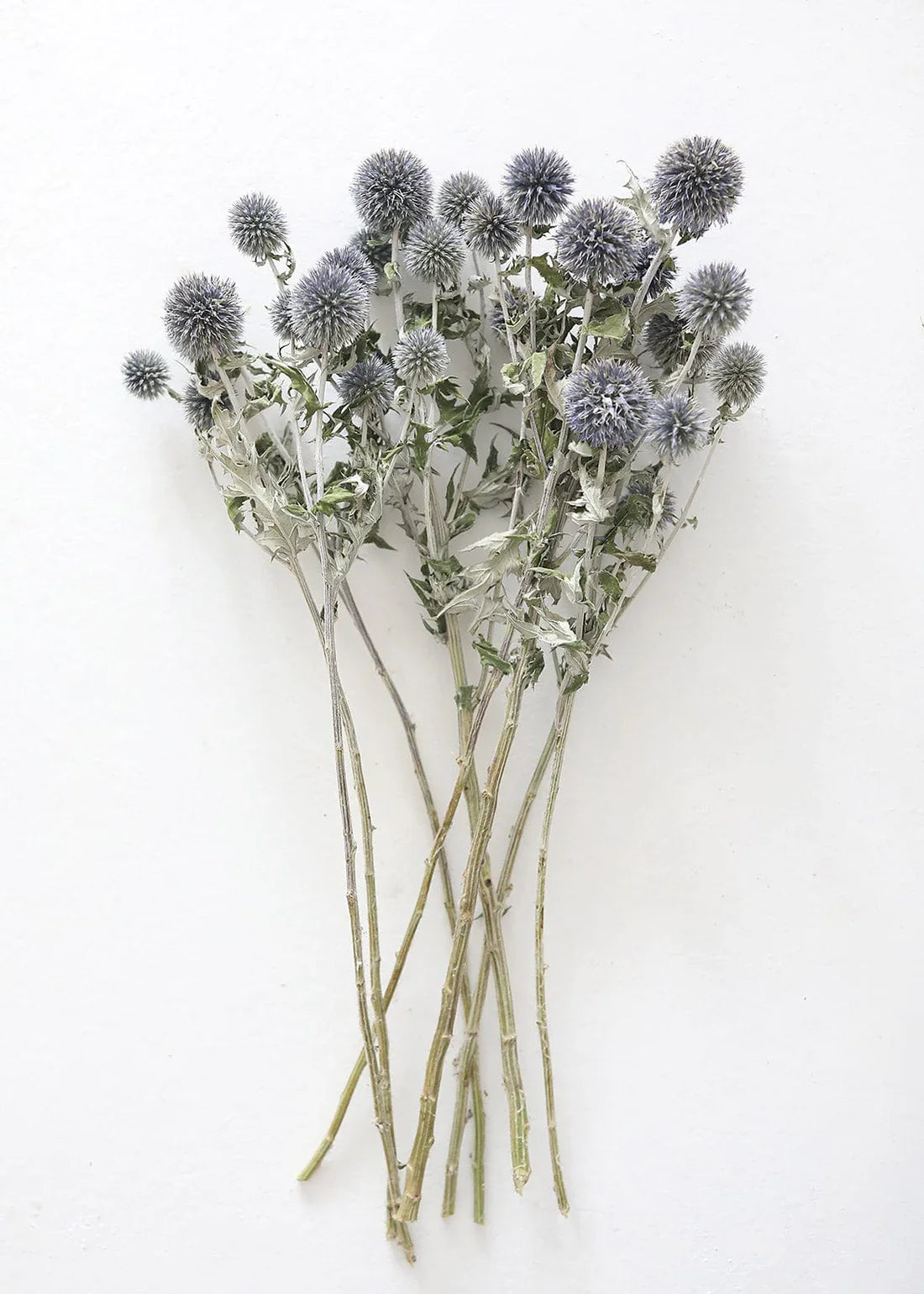 Blue Dried Echinops Globe Thistles - 16-22"