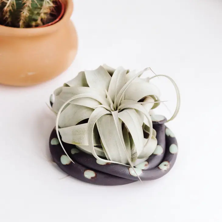 Ceramic Snake - Air Plant Holder