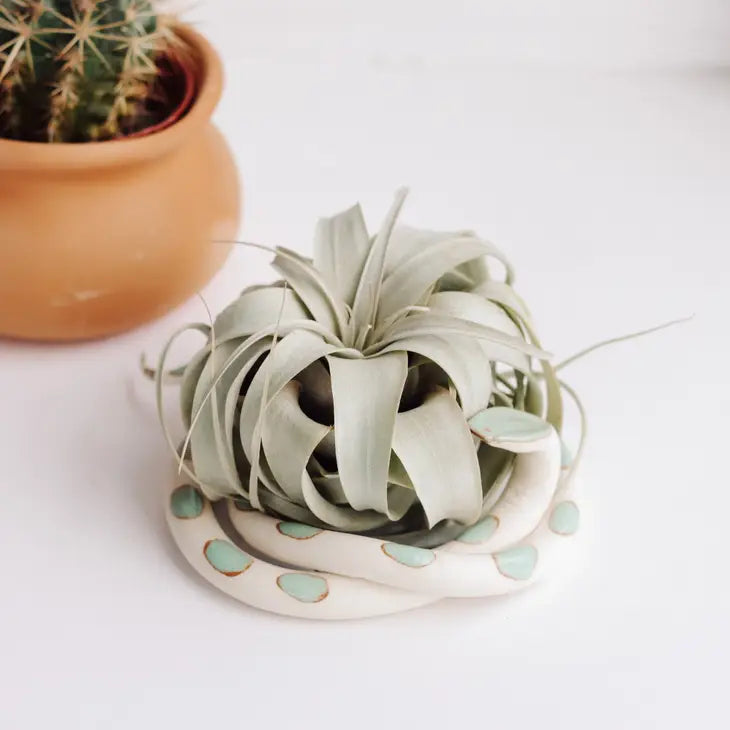 Ceramic Snake - Air Plant Holder