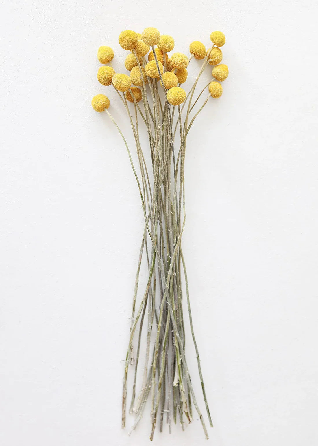 Bundle of 25 Dried Craspedia Billy Buttons - 18-26"