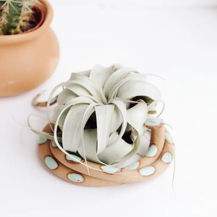 Ceramic Snake - Air Plant Holder