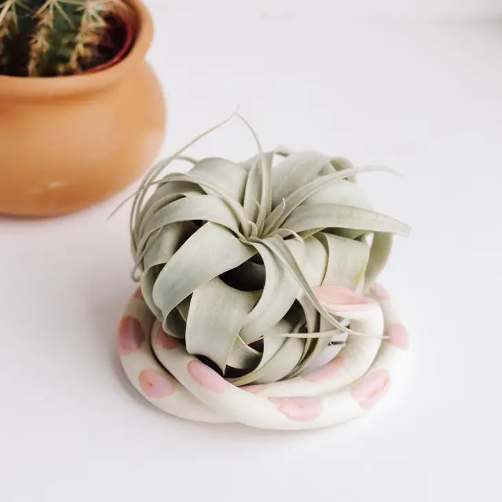 Ceramic Snake - Air Plant Holder